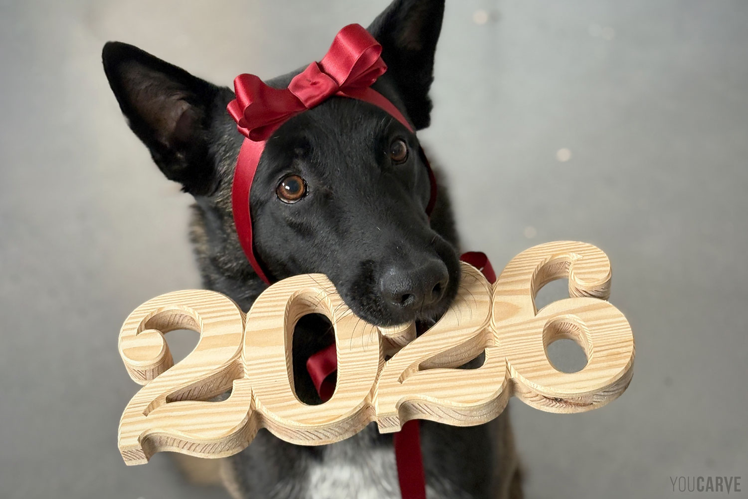 Youcarve - Voeux2026 - Making of avec notre mascotte Chien malinois, avec un nœud rouge sur la tête, qui tient dans sa gueule le lettrage '2026' découpé en bois